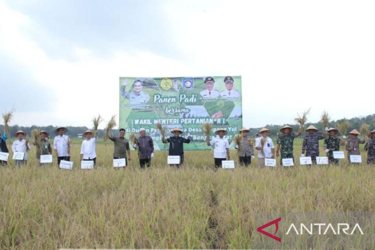 Fenomena El Nino tidak ganggu produksi beras petani