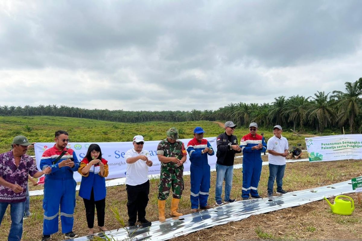 Lahan kurang produktif di Sinama Nenek ditanami pohon dan palawija