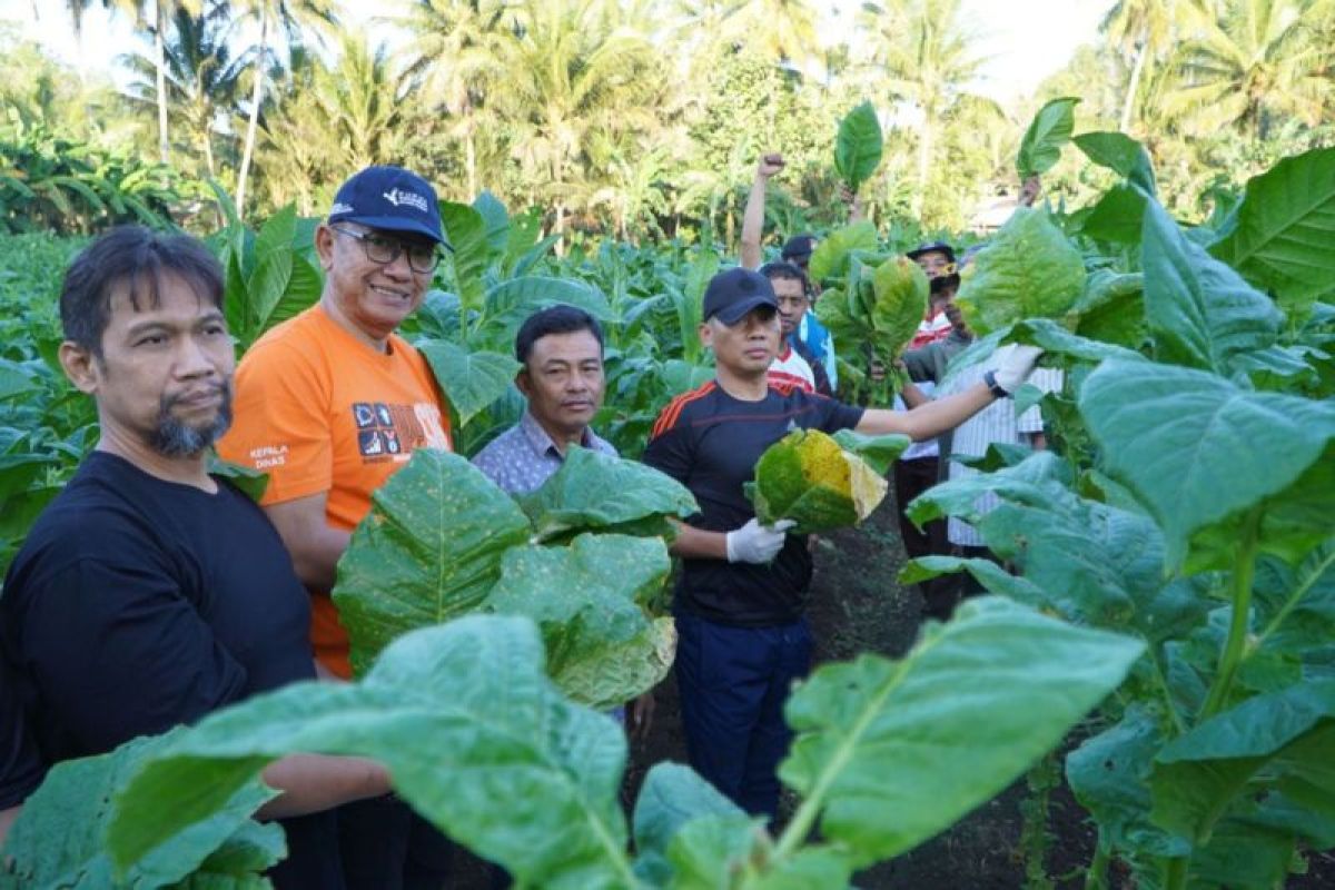 Petani Gunungkidul panen tembakau 68,5 hektare