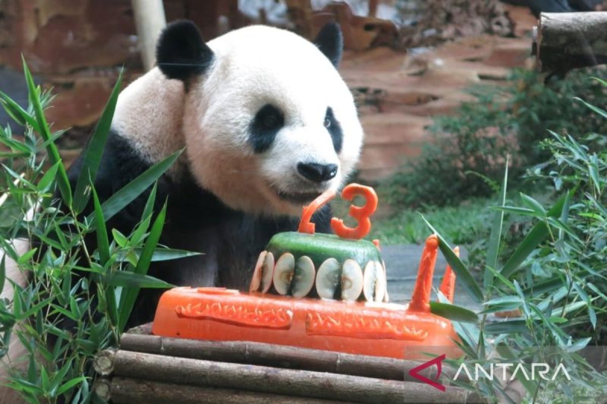 Perayaan ulang tahun ke-13 panda Cai Tao, panda jantan satu-satunya di Indonesia