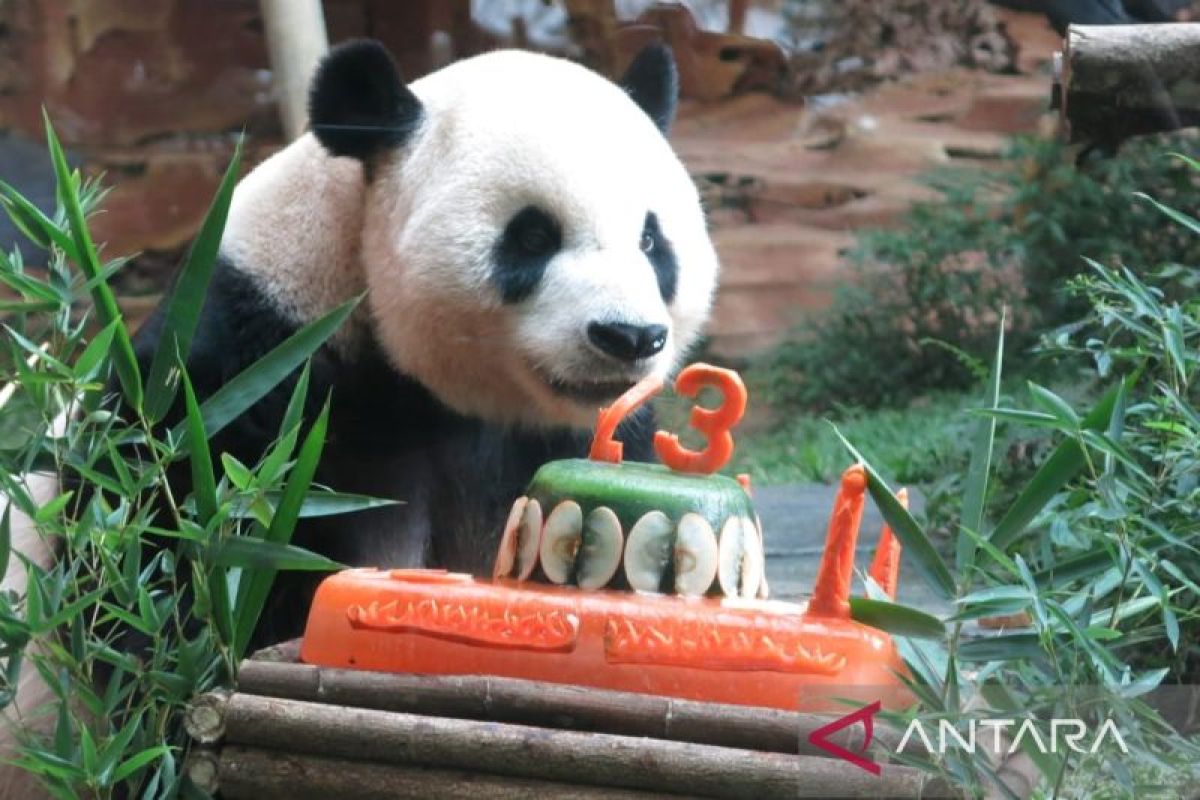 Taman Safari Indonesia rayakan ulang tahun ke-13 panda Cai Tao