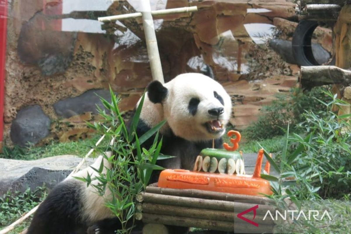 Taman Safari kawinkan  dua panda raksasa asal China