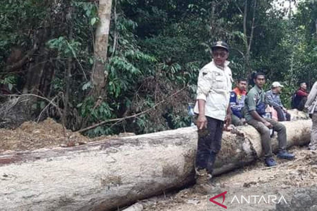 KPH: Penebangan pohon di areal 216 Ha di Nagan Raya tidak melanggar hukum