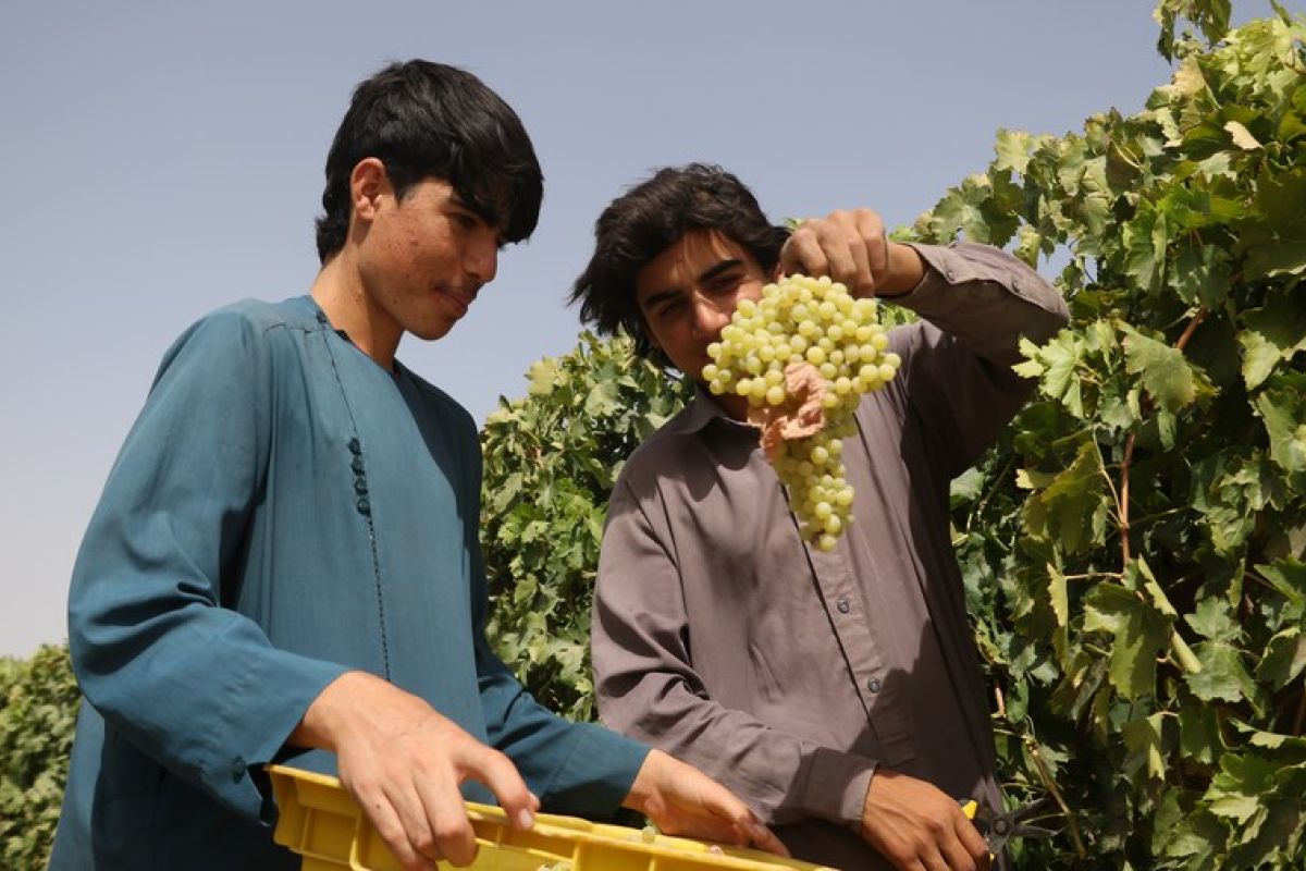 Album Asia: Menilik proses panen anggur di Herat, Afghanistan