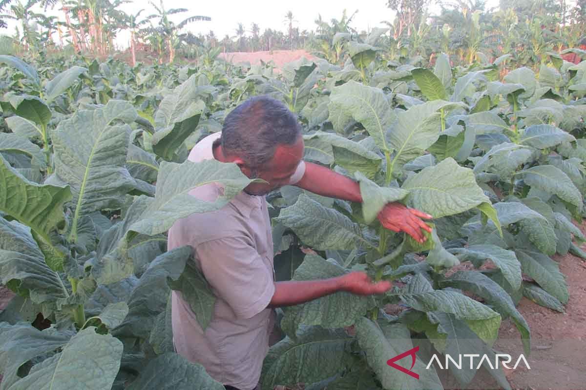 DJBC ajak pemda di Aceh kembangkan usaha pengolahan tembakau