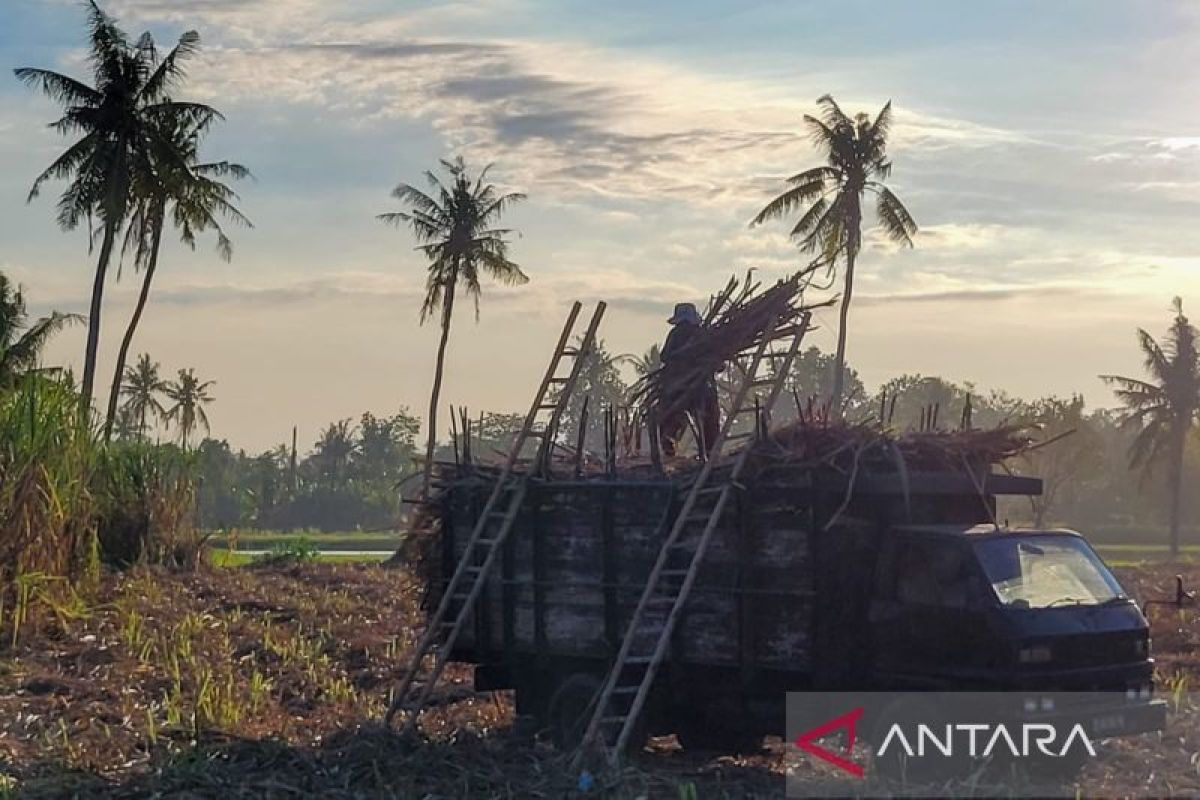 Petani minta PG Assembagoes segera naikkan rendemen tebu