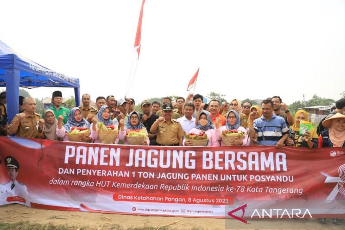 Kelompok tani di Kota Tangerang panen jagung putih
