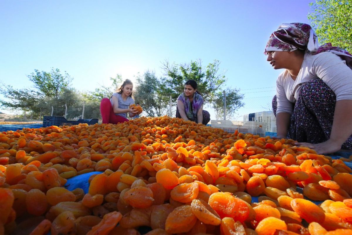 Melihat dari dekat panen aprikot di Turki tengah