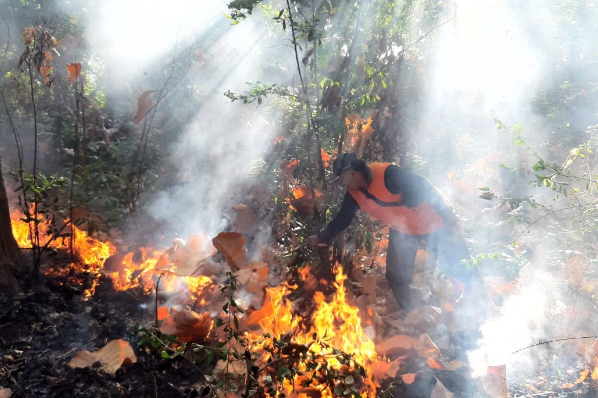 BPBD Situbondo sebut kebakaran hutan terjadi di dua titik