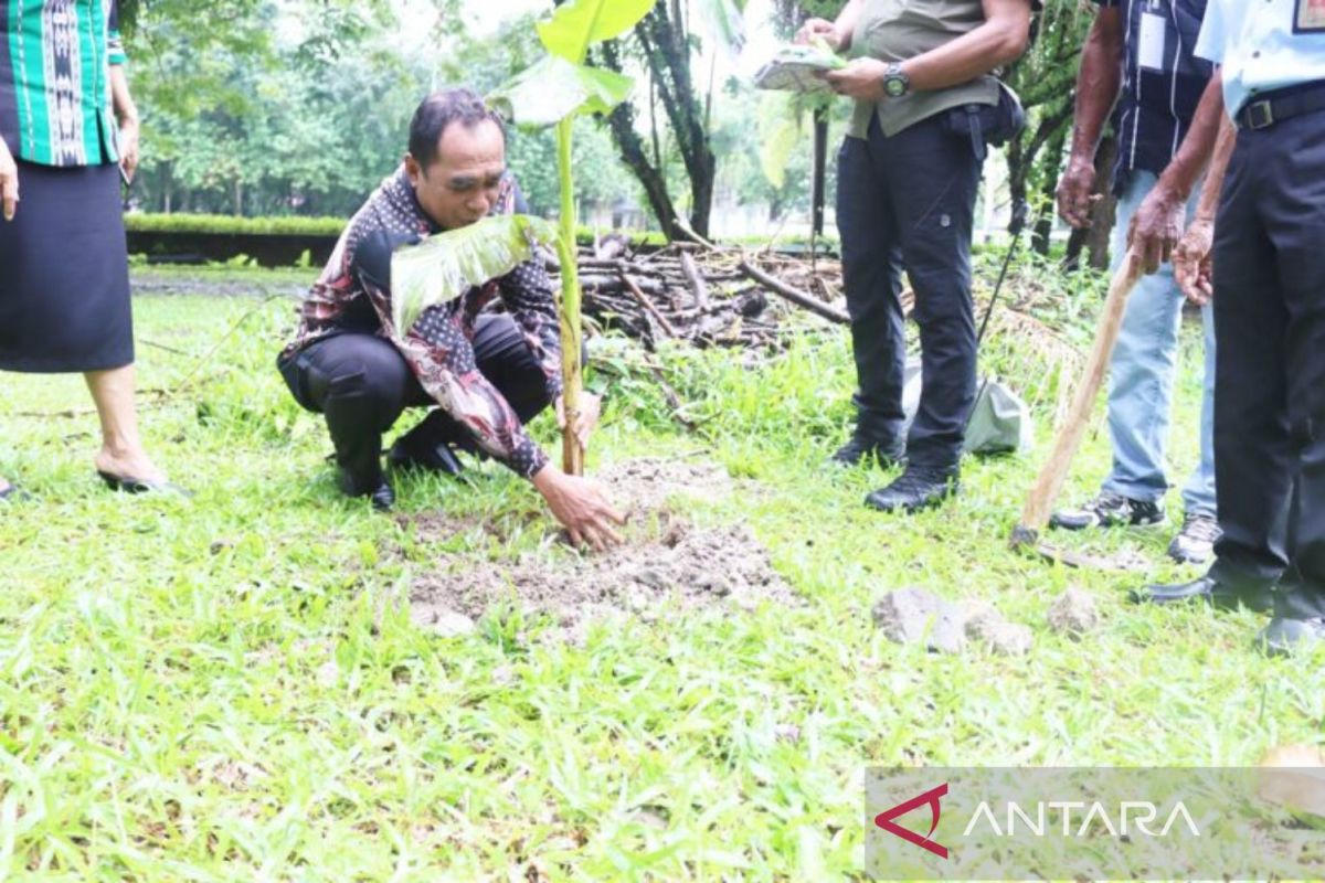 Dinas Ketahanan Pangan Maluku dukung pengembangan pisang tongka langit