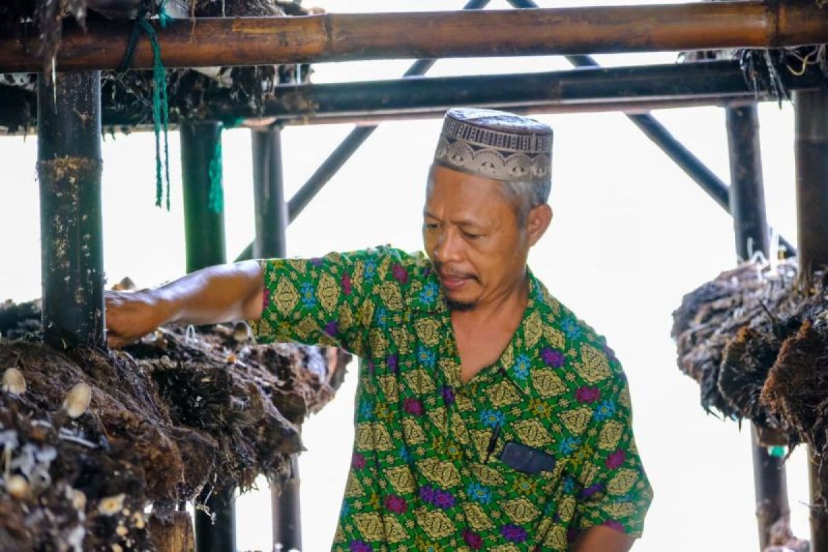 Perusahaan sawit di OKI fasilitasi petani kembangkan budidaya jamur