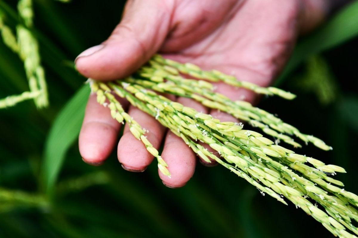 Tim peneliti China temukan gen kunci untuk tingkatkan hasil panen padi