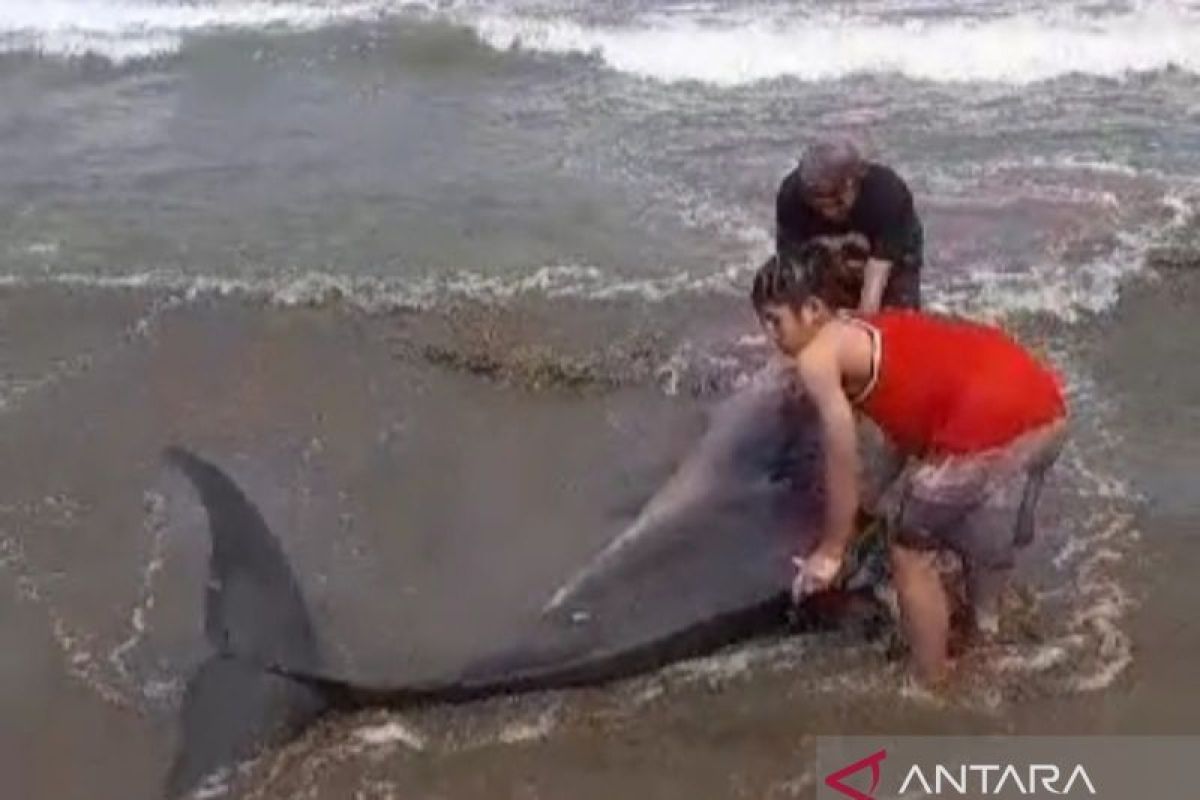 Warga dan nelayan selamatkan paus hidung botol terdampar di Pantai Citepus Sukabumi