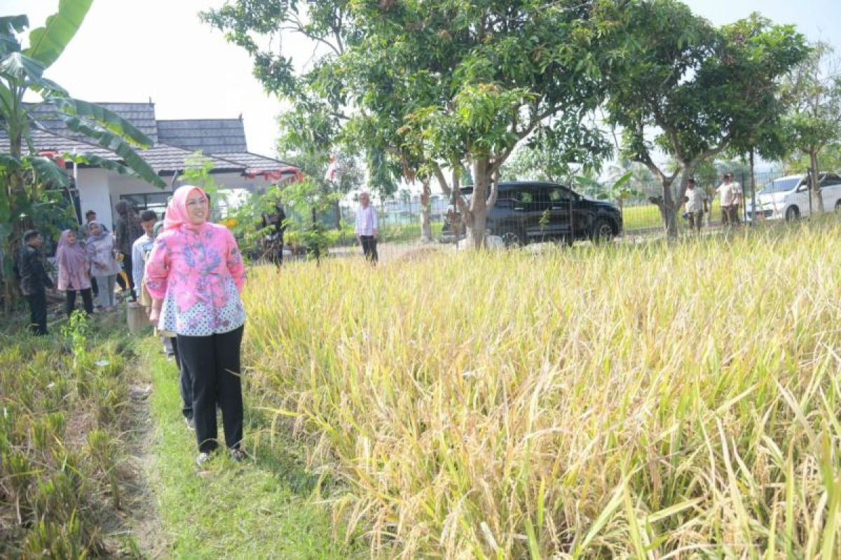 Purwakarta panen ribuan ton padi nutri zinc bisa untuk atasi stunting