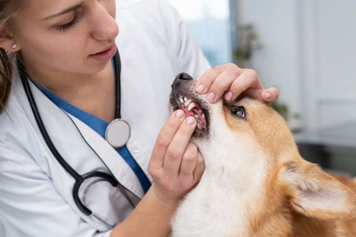 Kepulauan Meranti pertahankan zero kasus rabies