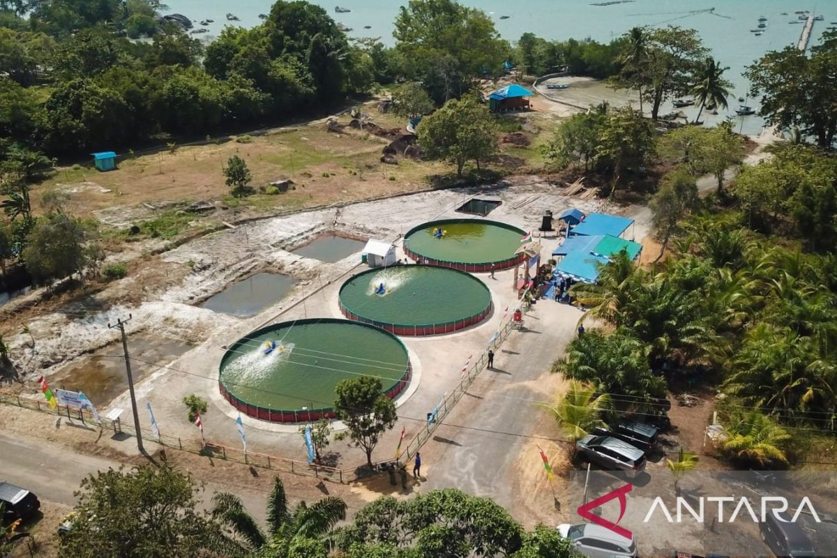 Dorong Pengembangan Potensi Desa Penghasil Udang Vaname, PLN Dukung Desa Berdaya Tanjung Rusa, Belitung