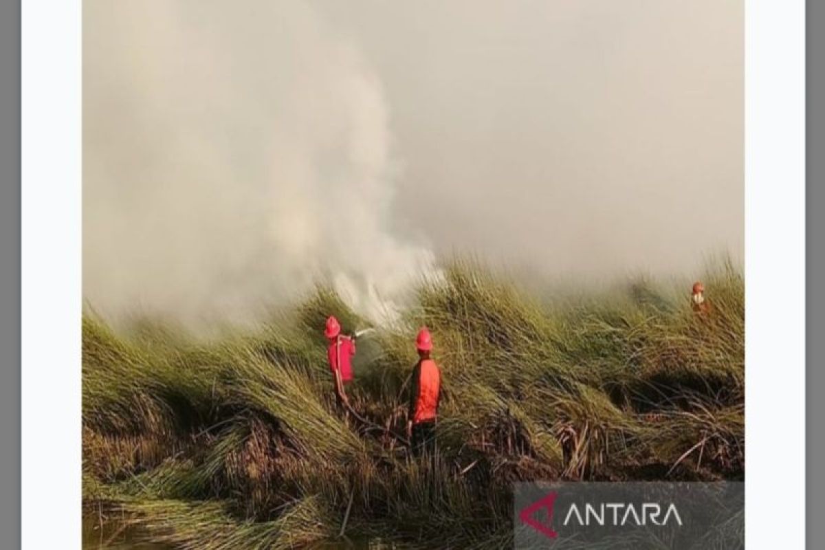Tanah Bumbu BPBD stamps out 20 hectares peatland fires
