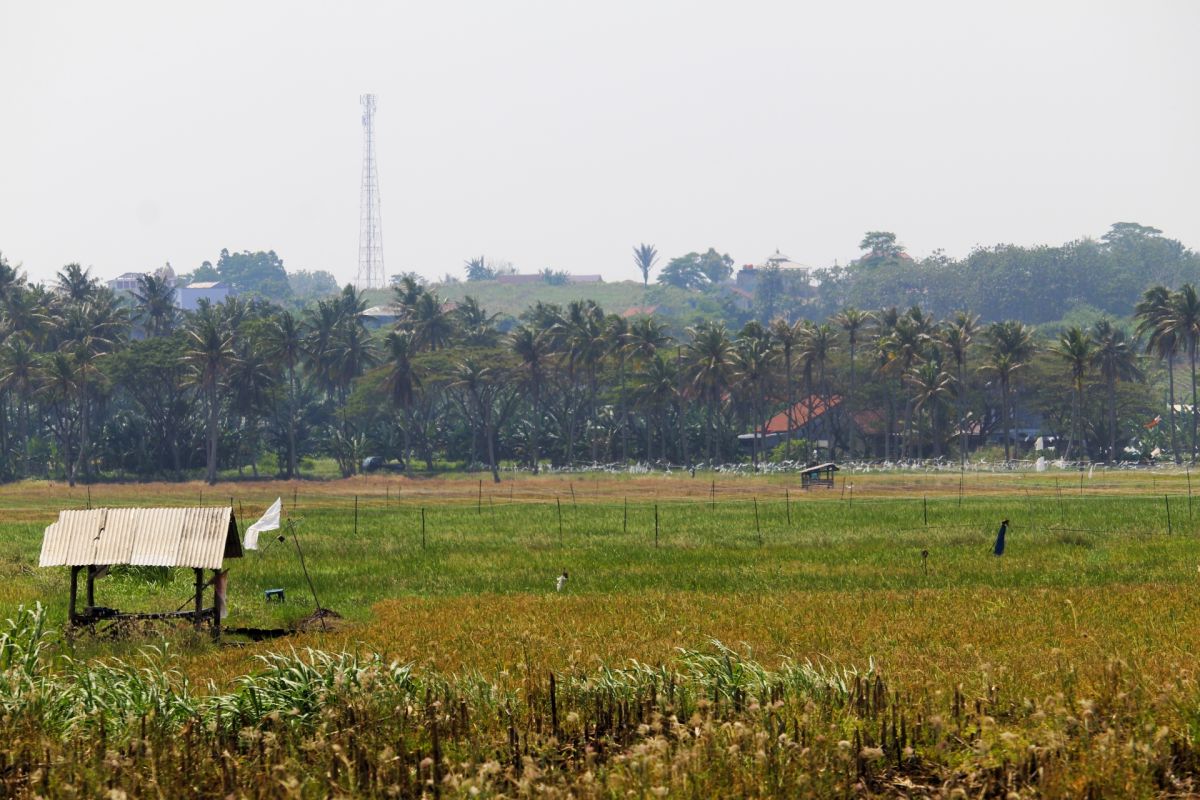 Lampung targetkan surplus padi capai satu juta ton di akhir tahun