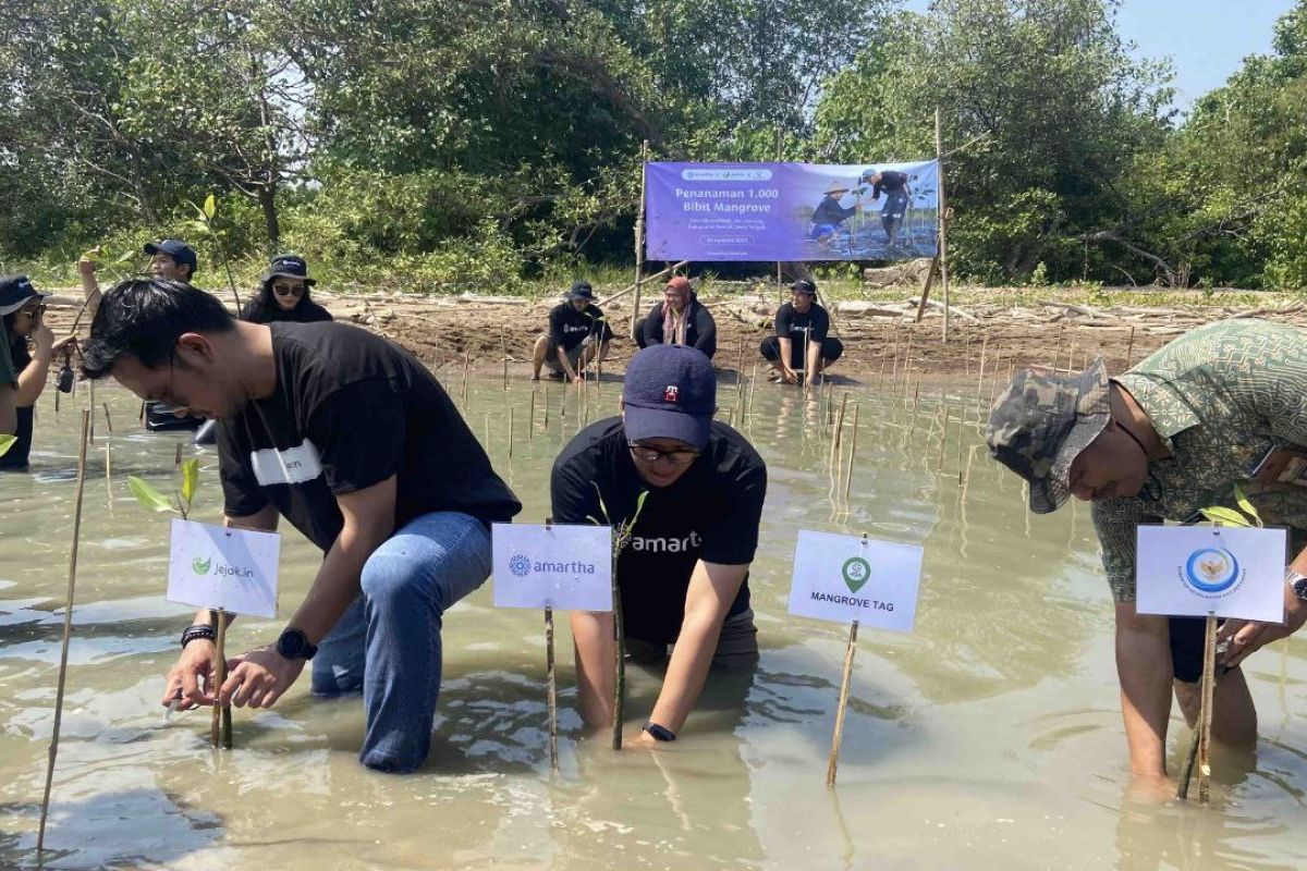Amartha gandeng Jejakin tanam 1.000 mangrove di Pantai  Morodemak