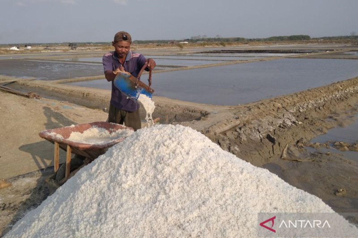 El Nino untungkan petani garam di Rembang