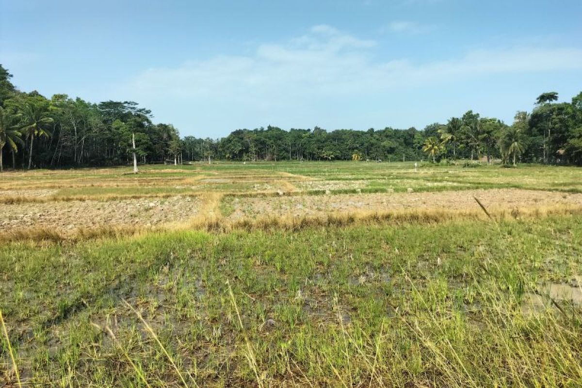 Tanggamus siapkan 4 ribu hektare lahan pertanian antisipasi El Nino