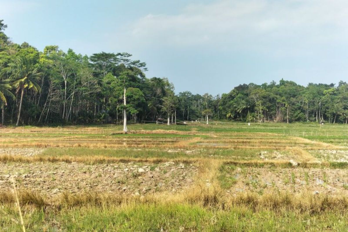 Pemkab Tanggamus siapkan langkah strategis antisipasi El Nino