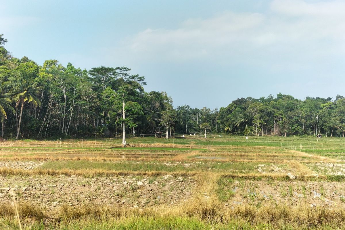 4 ribu hektare lahan pertanian padi disiapkan di Tanggamus untuk antisipasi El Nino