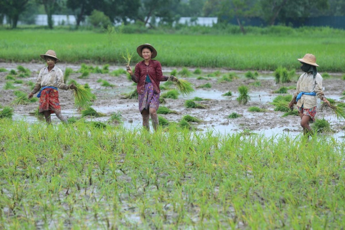 Potret kesibukan petani menanam padi di Myanmar
