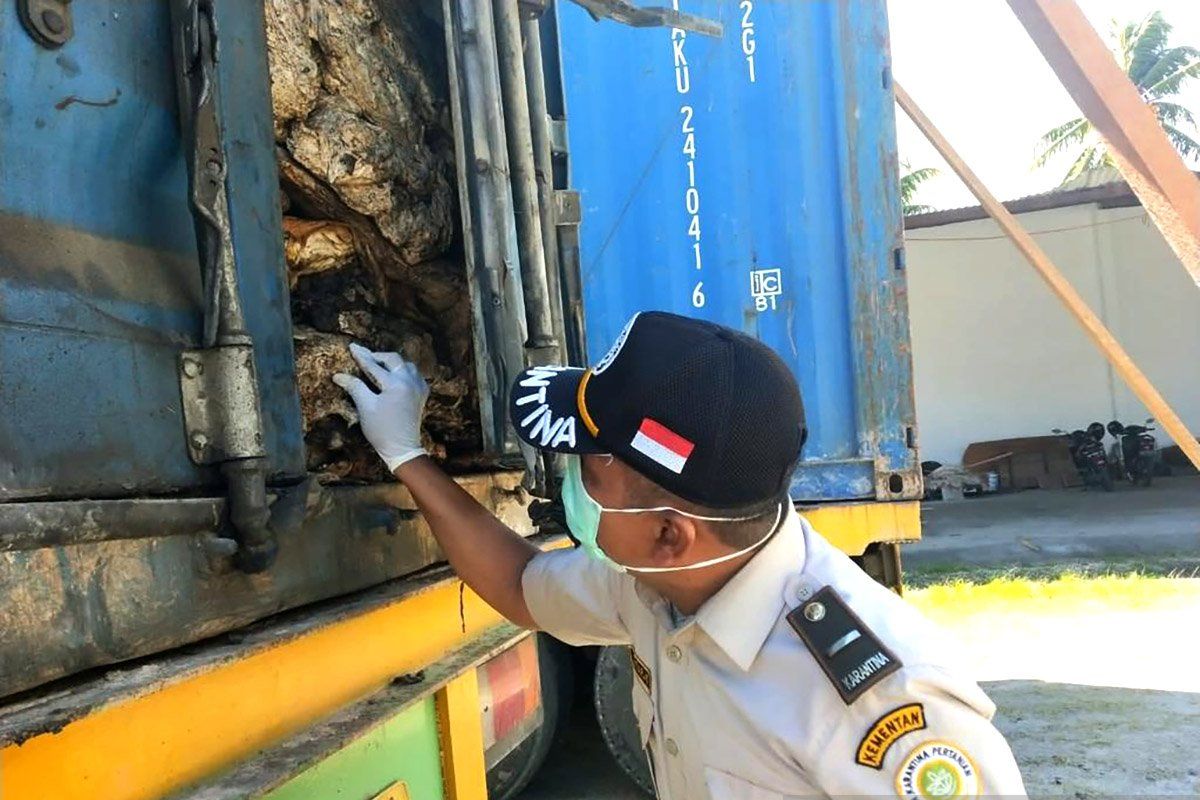 Karantina Gorontalo periksa 18,2 ton karet lempengan tujuan Surabaya