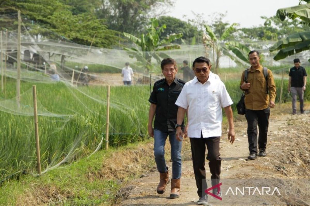 Moeldoko tinjau lahan pertanian petani muda di Pasuruan Jawa Timur