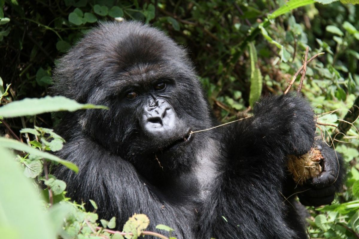Rwanda akan beri nama 23 bayi gorila gunung pada September