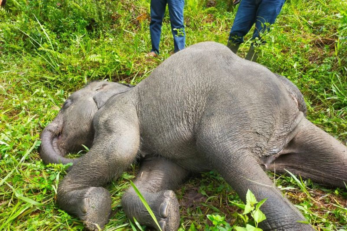 Seekor anak gajah mati di PLG Minas akibat infeksi virus