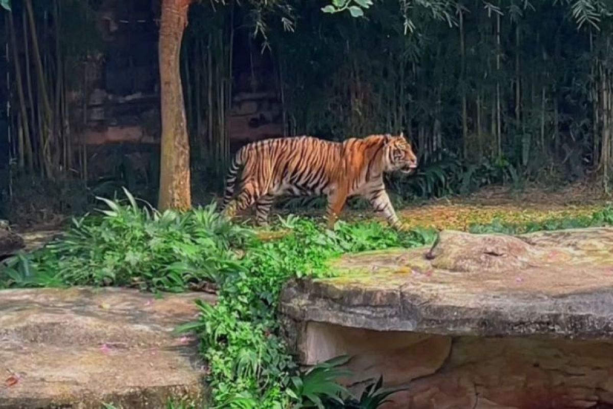 Disinformasi! Video harimau turun setelah Gunung Marapi erupsi