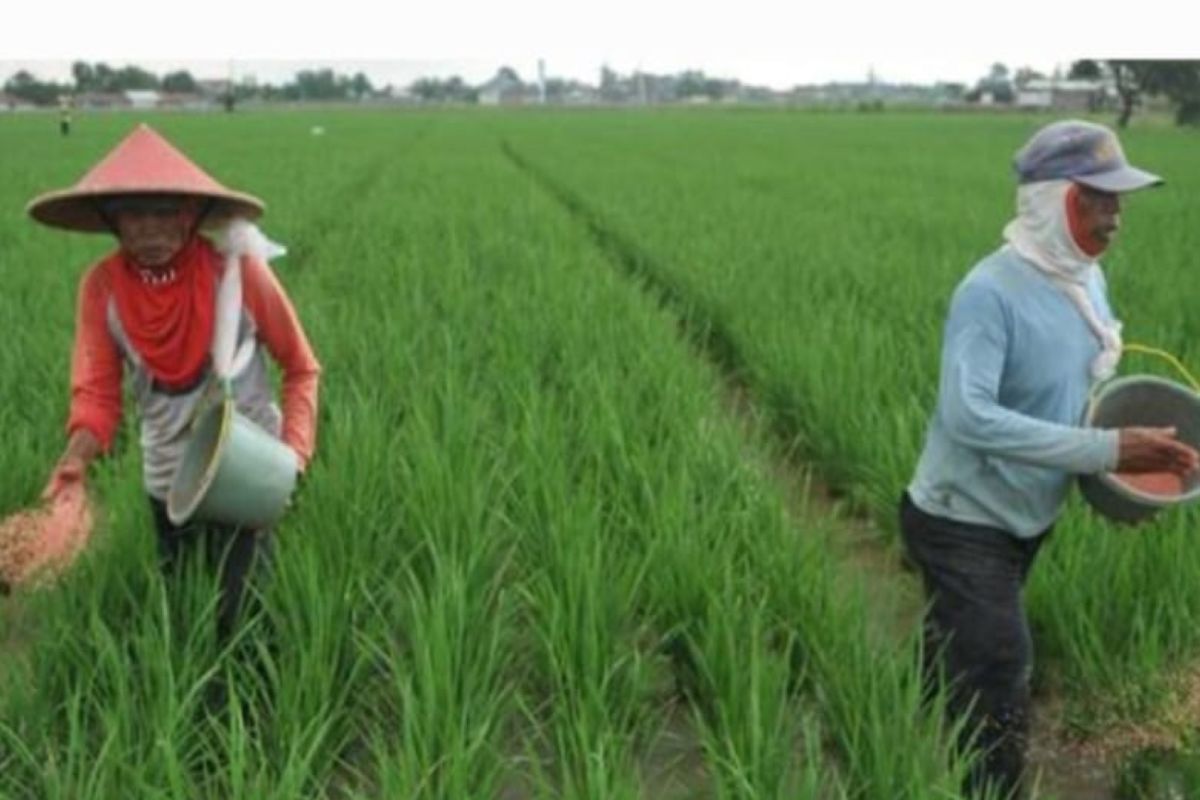 Gagal panen hantui petani di Batola Kalsel