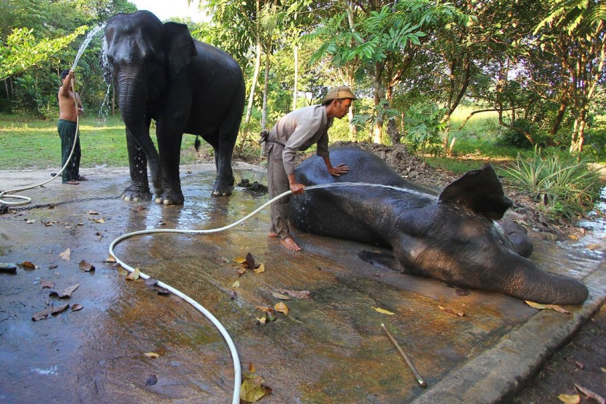 Menengok gajah di Taman Nasional Way Kambas saat Hari Gajah Sedunia