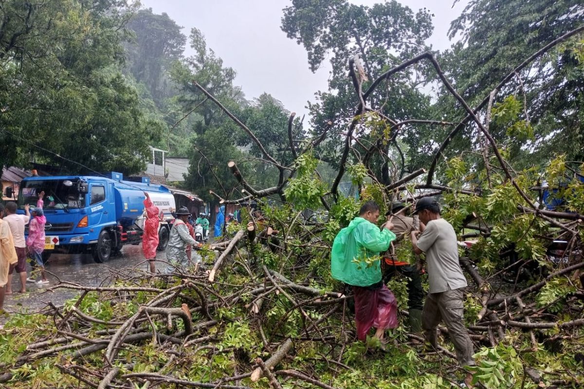 BPBD Padang tangani pohon tumbang timpa rumah dan kendaraan warga
