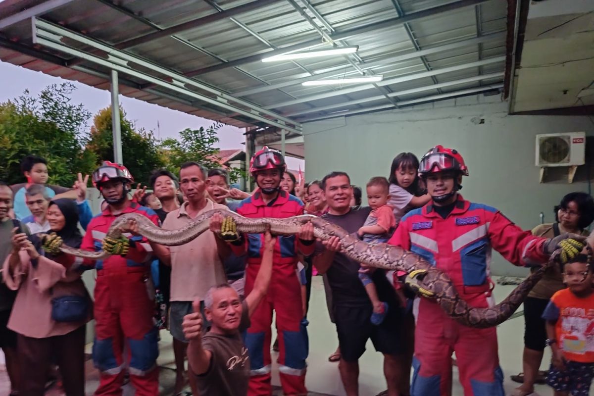 Gulkarmat Jaktim evakuasi ular sanca sepanjang lima meter di Cibubur 