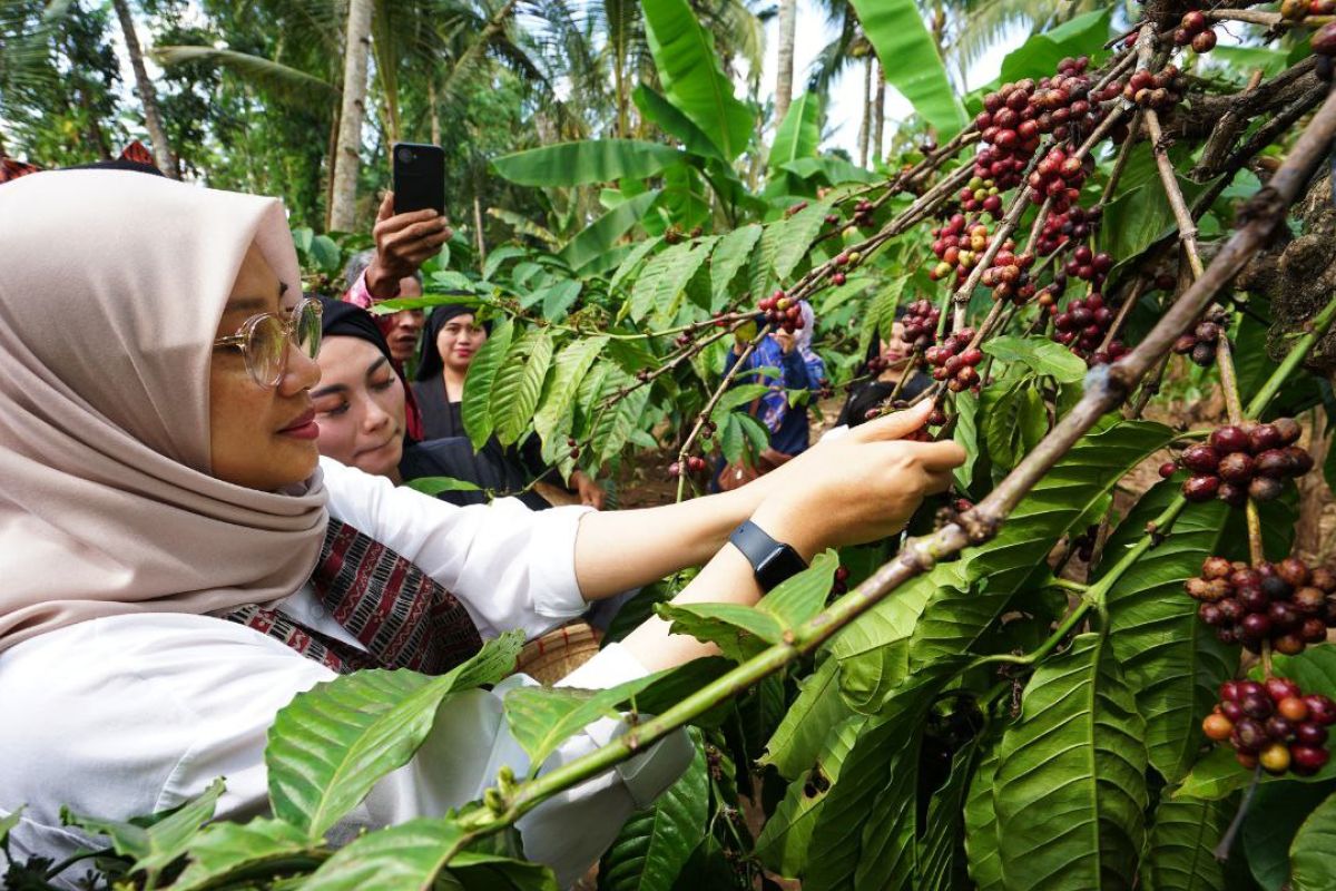 Banyuwangi daftarkan kopi robusta peroleh paten indikasi geografis
