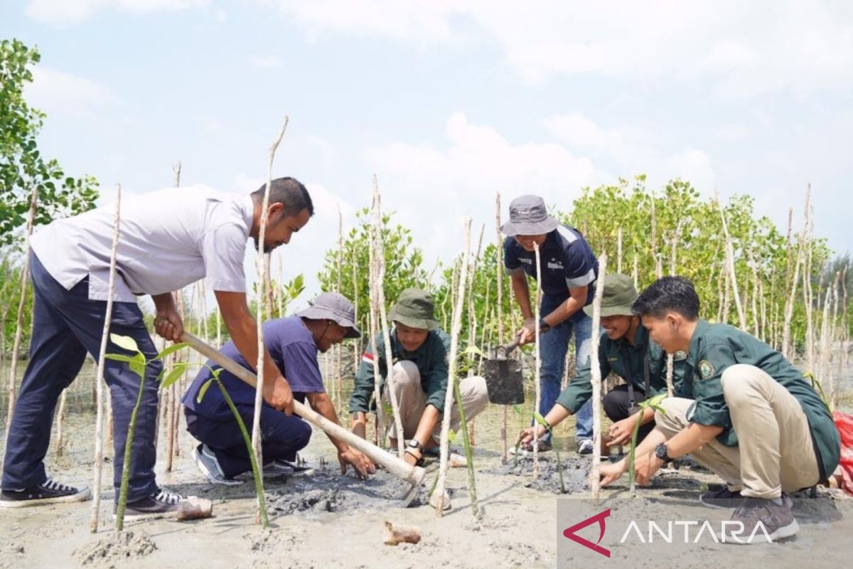 Menanam mangrove, upaya PT Timah menjaga ekosistem pesisir dan mengurangi dampak perubahan iklim