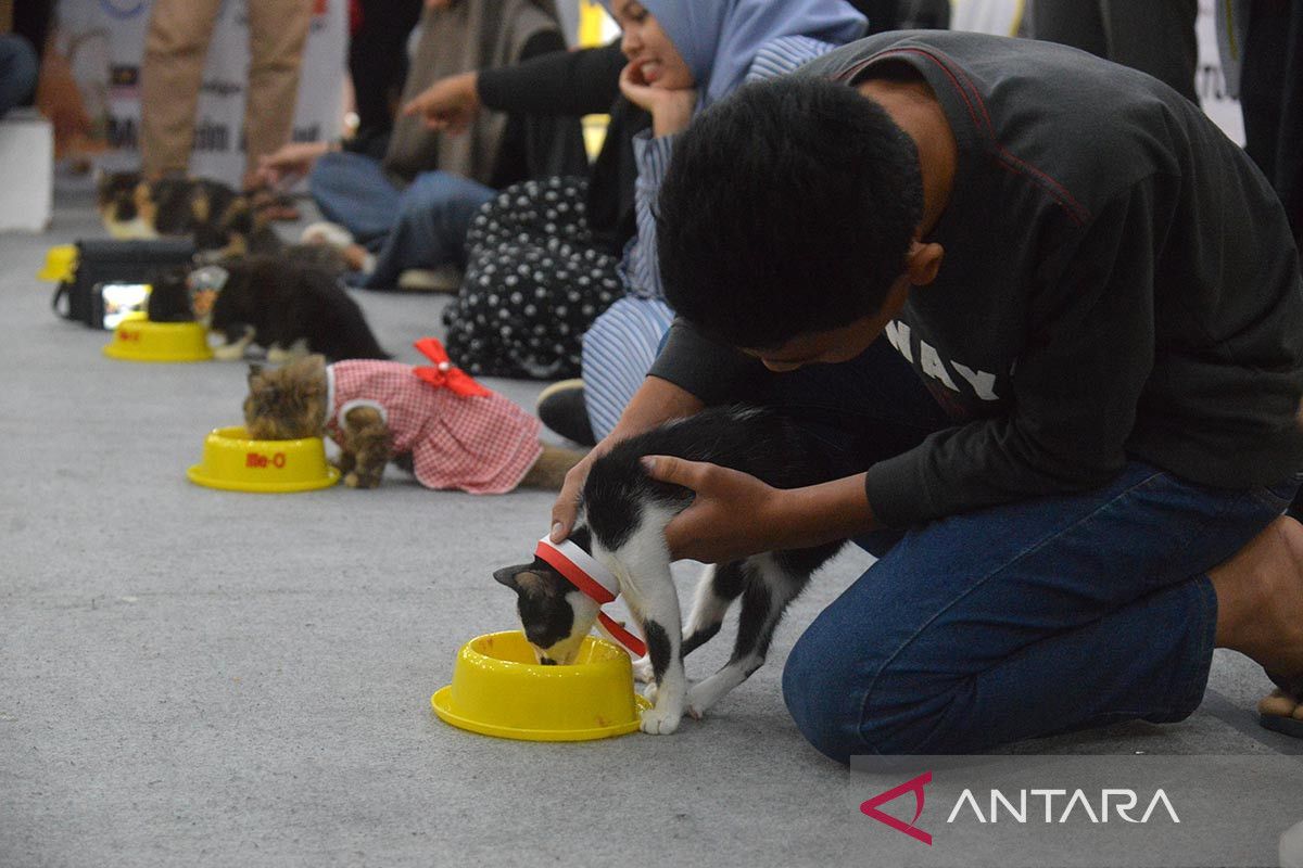 FOTO - Kontes kucing kemilau HUT RI