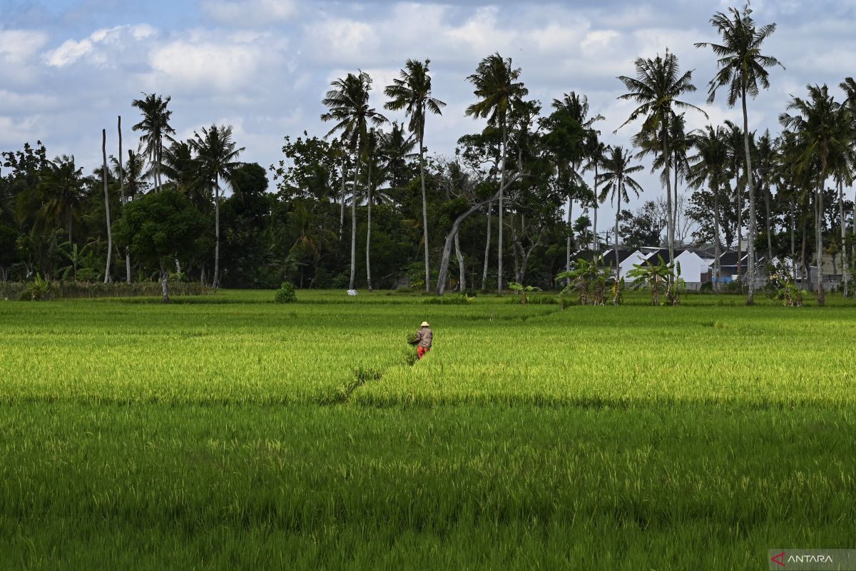 Alih fungsi lahan di Kota Mataram tahun 2022 naik jadi 96,42 Ha