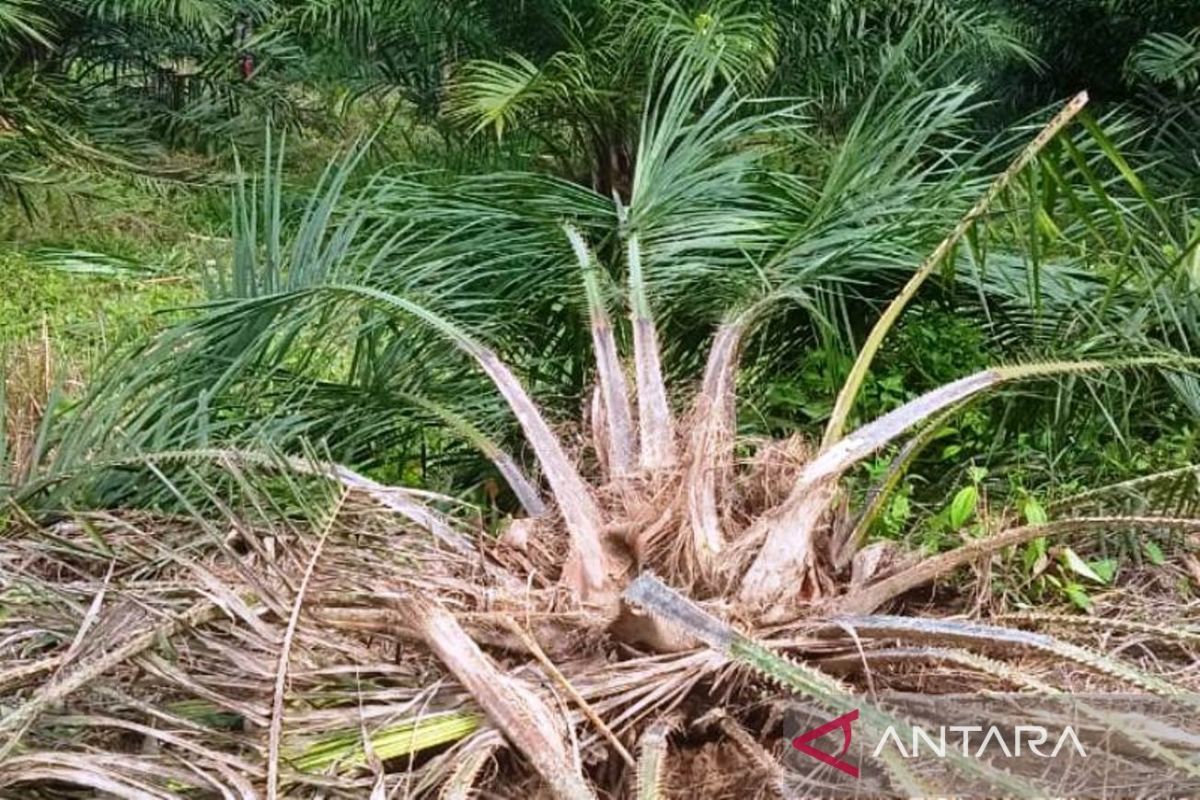 BKSDA kerahkan tim atasi gangguan gajah di Pante Ceureumen