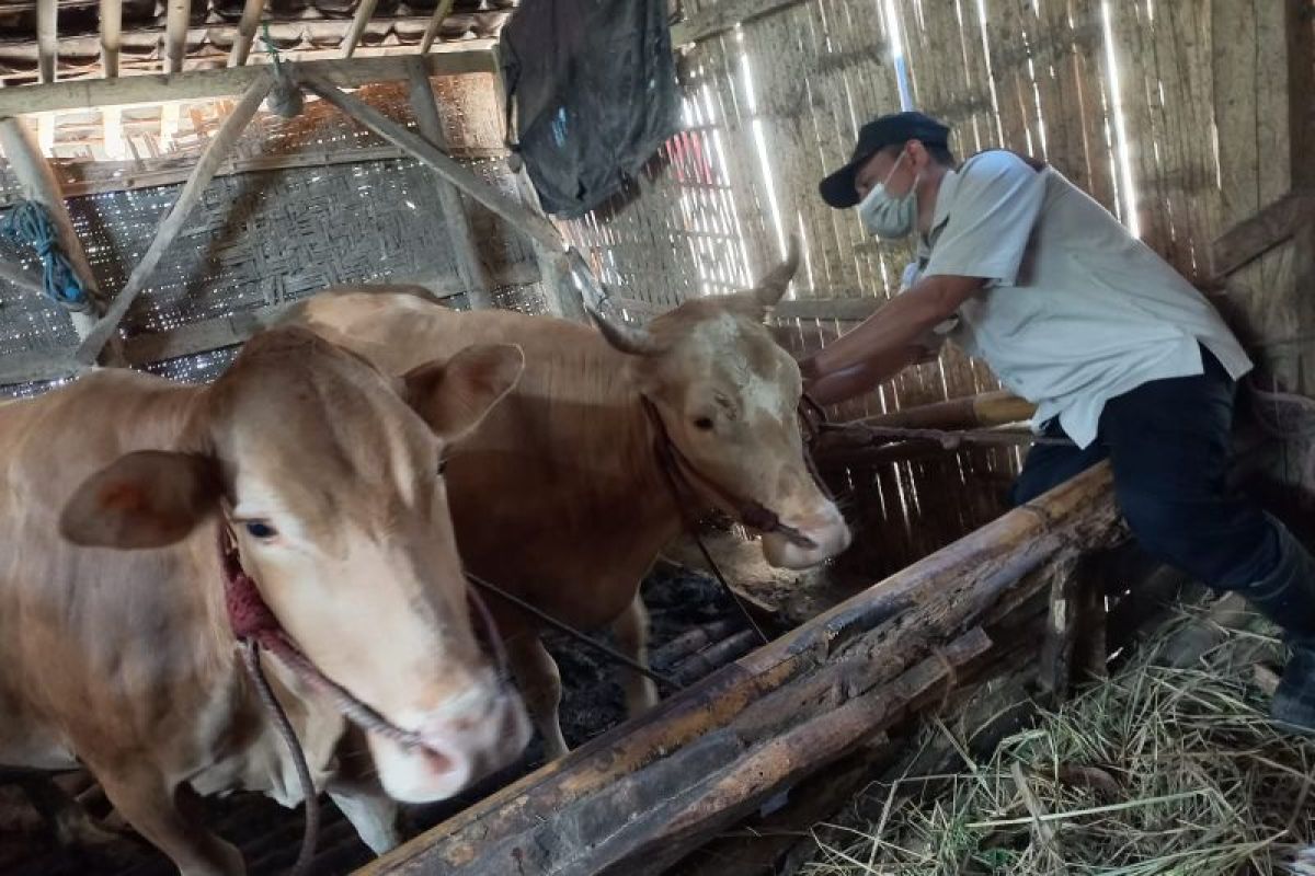 Dinas Pertanian Probolinggo lakukan monitoring dan pendampingan vaksinasi PMK
