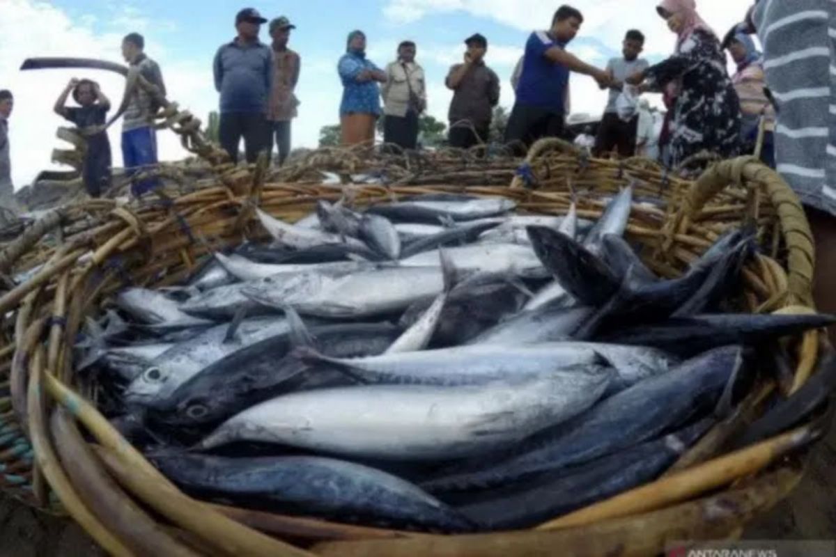 DKP sebut potensi ekspor ikan tangkap di laut selatan DIY tinggi