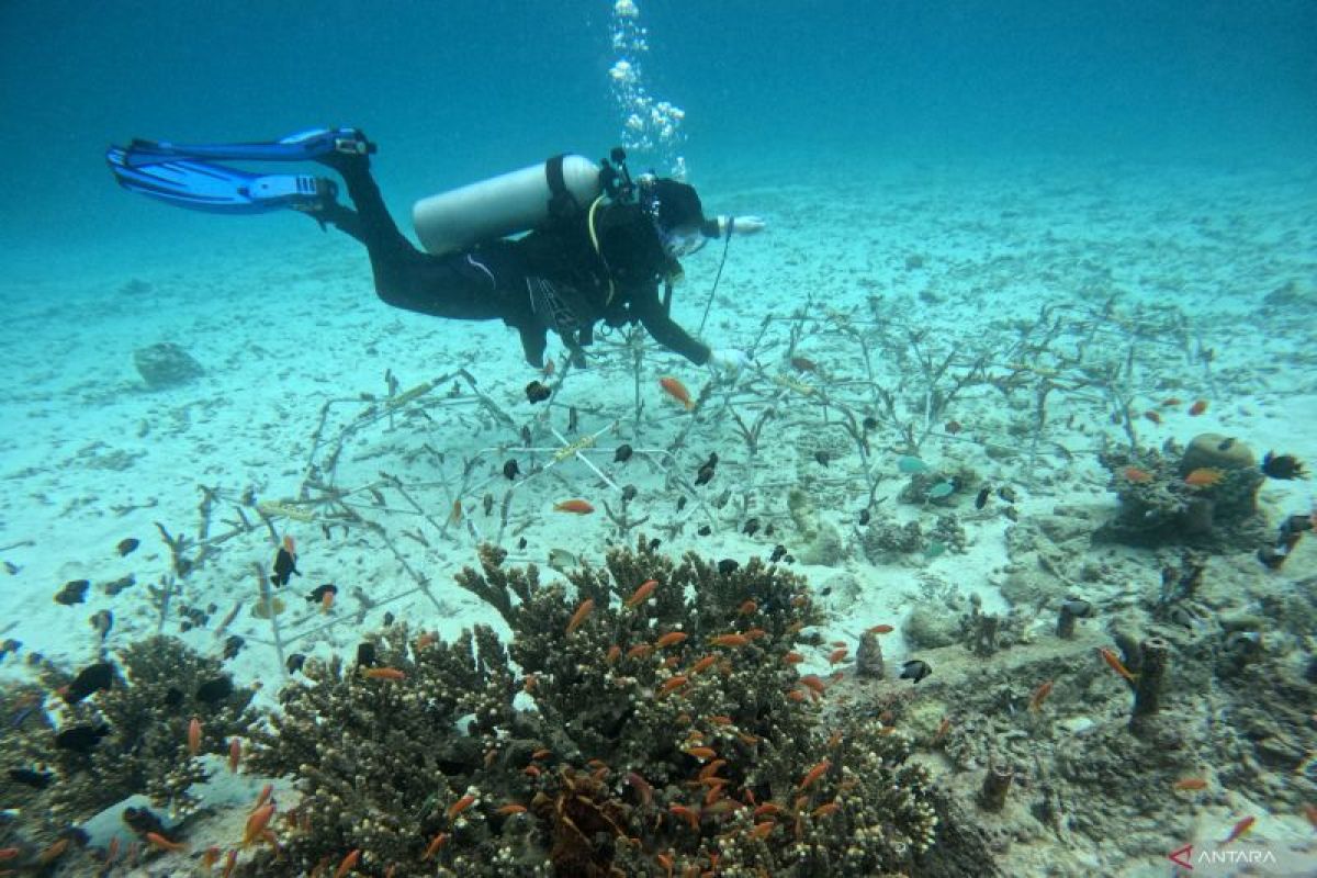 ANTARA gelorakan rawat terumbu karang dari Nol Indonesia