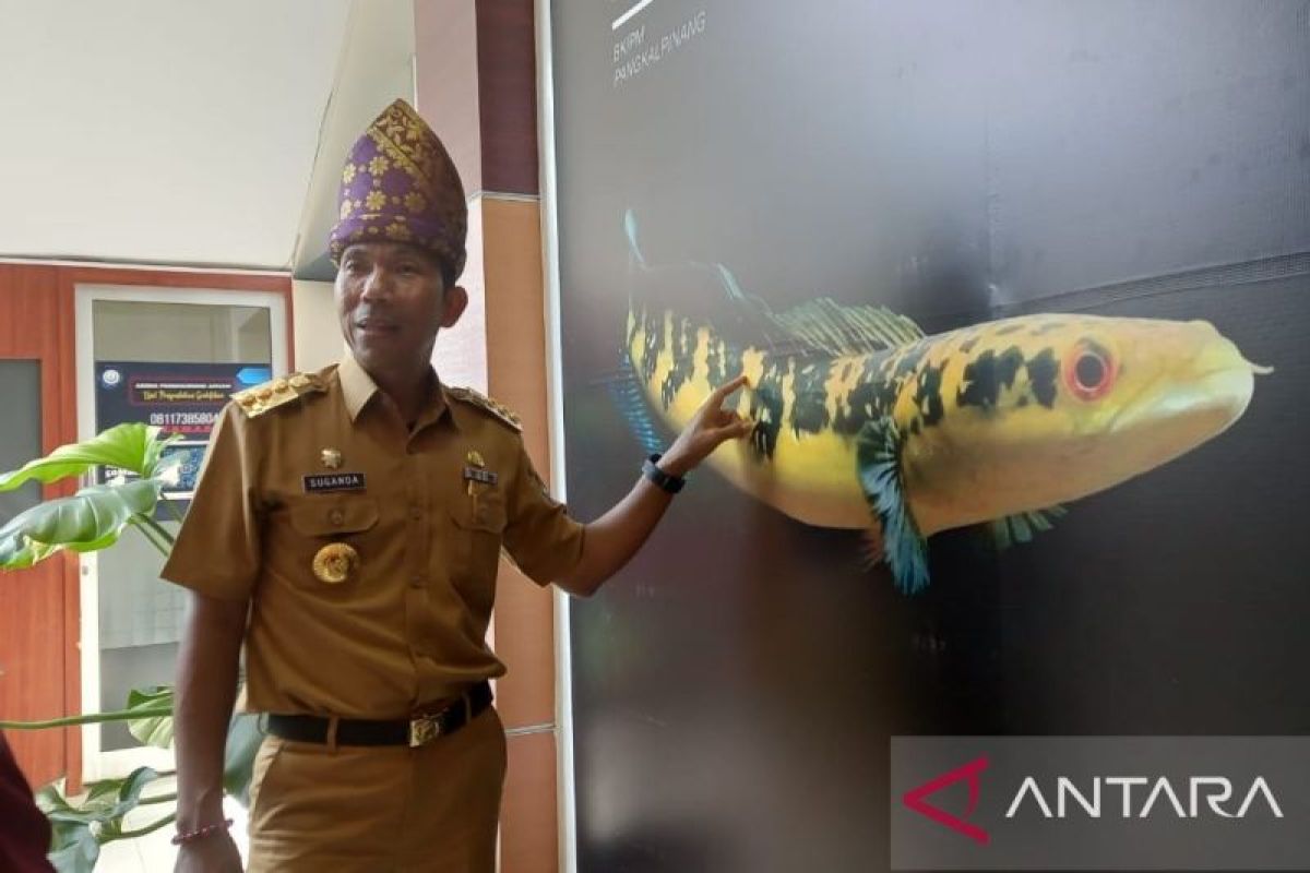 Pj Gubernur: Perbanyak kontes promosikan ikan hias Bangka Belitung