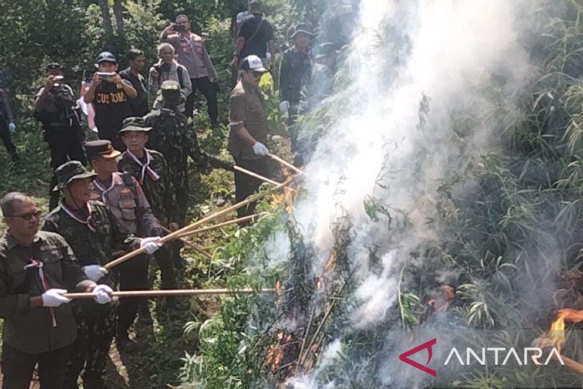 Hukum kemarin, pemusnahan ladang ganja hingga kasus Panji Gumilang