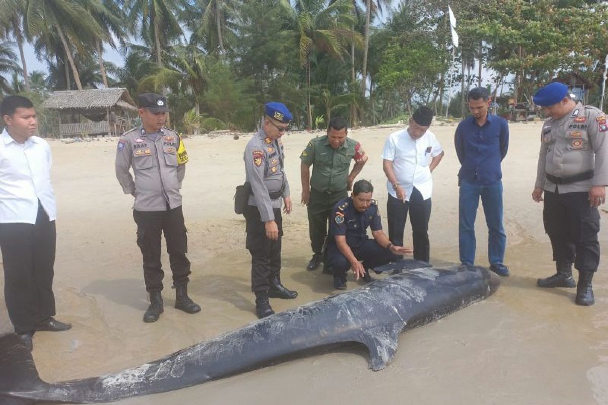 Bangkai paus pembunuh palsu terdampar di Pantai Lingga dikubur