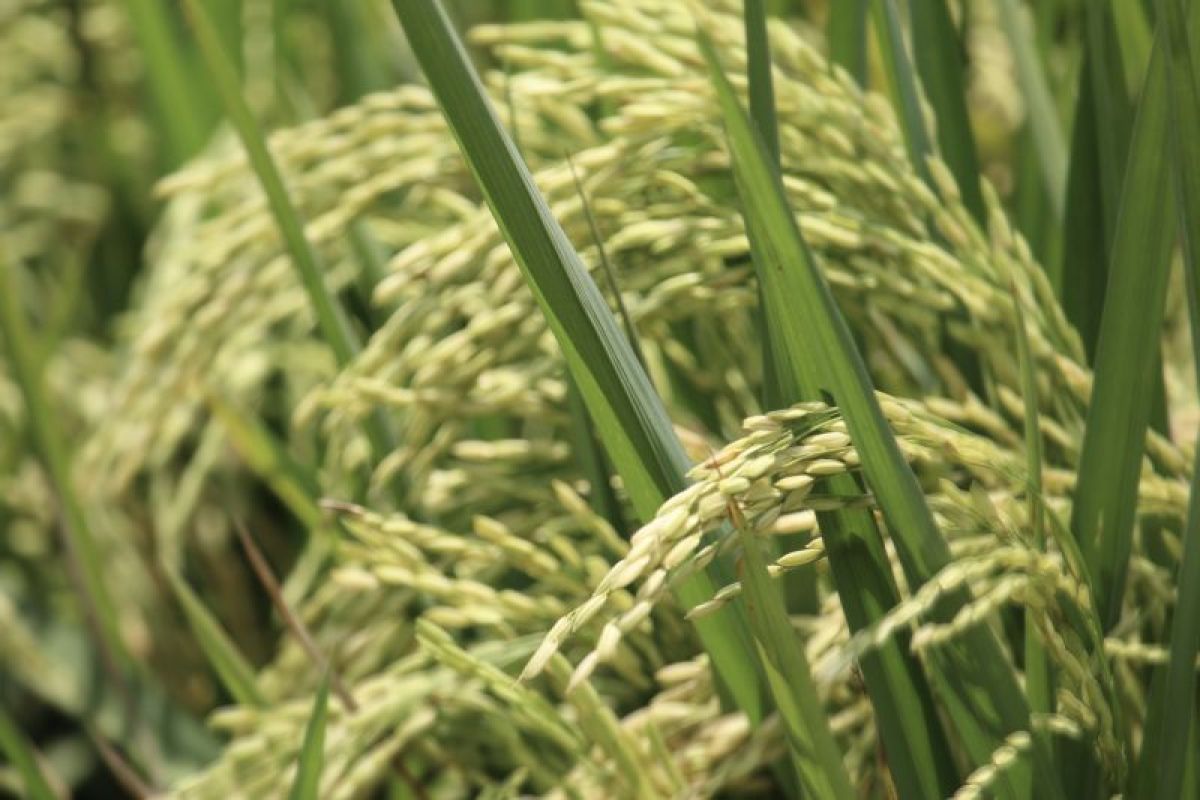 Pengamat pertanian: Varietas padi berumur pendek solusi hadapi kemarau
