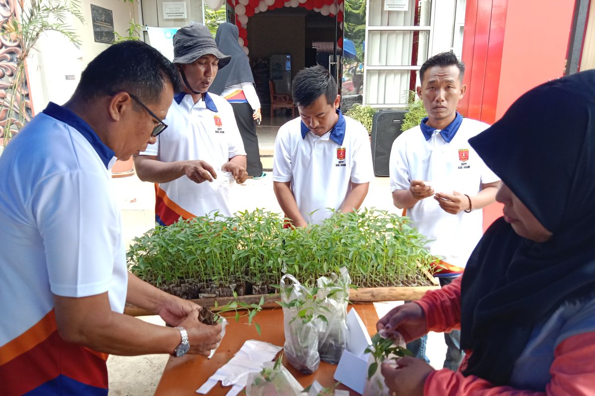 Pemkab Agam bagikan ribuan bibit tanaman cabai bagi warga